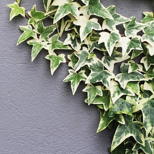 Brečtan popínavý (Hedera helix) ´MARGINATA ELEGANTISSIMA´ - výška 100-125cm, kont. C3L
